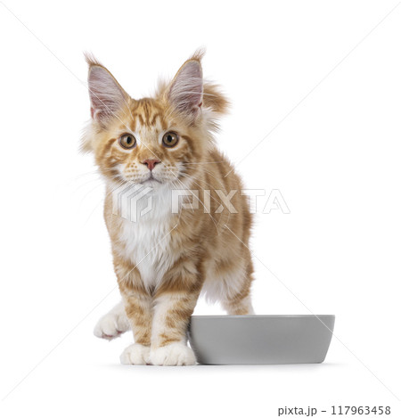 Maine Coon cat youngster on white background Maine Coon cat youngster on white background 117963458