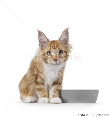 Maine Coon cat youngster on white background 117963460