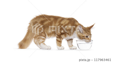 Maine Coon cat youngster on white background 117963461