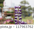 公園のノボリフジ 公園のノボリフジ 117963762