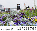 公園のパンジー 公園のパンジー 117963765