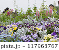 公園のパンジー 公園のパンジー 117963767