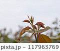 公園の薔薇の枝 公園の薔薇の枝 117963769
