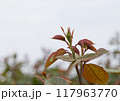公園の薔薇の枝 公園の薔薇の枝 117963770