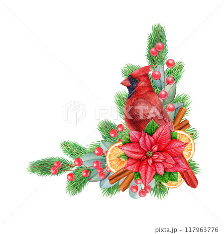 Winter season floral decor element with spices, fruit, conifer, eucalyptus. Watercolor vintage style painted illustration. Christmas decoration element with red cardinal bird on white background 117963776