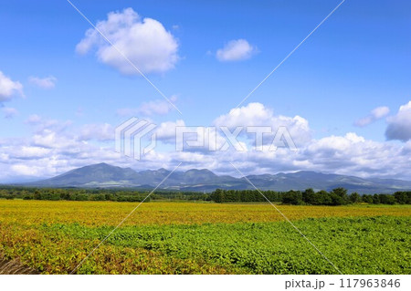 初夏、夏、初秋、北海道、十勝平野、帯広付近、上士幌、大雪山国立公園、女子旅、大雪山 117963846