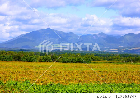初夏、夏、初秋、北海道、十勝平野、帯広付近、上士幌、大雪山国立公園、女子旅、大雪山 初夏、夏、初秋、北海道、十勝平野、帯広付近、上士幌、大雪山国立公園、女子旅、大雪山 117963847