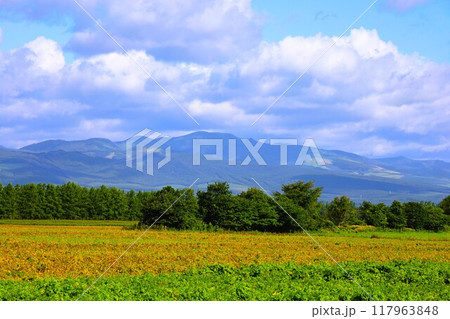 初夏、夏、初秋、北海道、十勝平野、帯広付近、上士幌、大雪山国立公園、女子旅、大雪山 初夏、夏、初秋、北海道、十勝平野、帯広付近、上士幌、大雪山国立公園、女子旅、大雪山 117963848