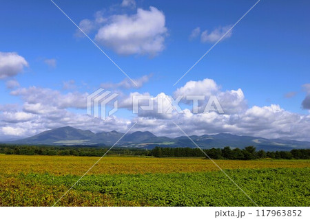 初夏、夏、初秋、北海道、十勝平野、帯広付近、上士幌、大雪山国立公園、女子旅、大雪山 117963852