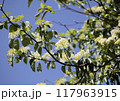 目黒のハナミズキの花 目黒のハナミズキの花 117963915
