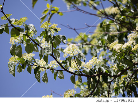 目黒のハナミズキの花 117963915