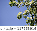 目黒のハナミズキの花 目黒のハナミズキの花 117963916