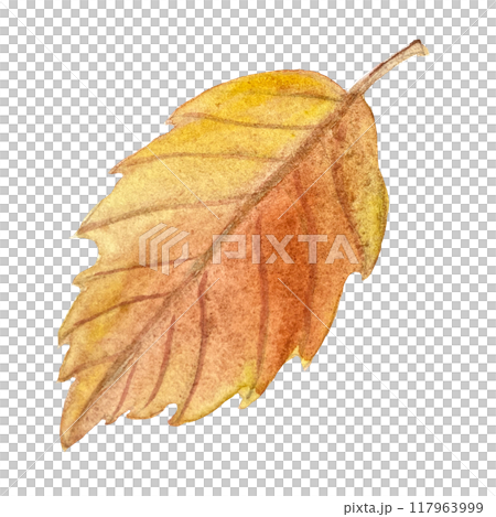 Asian oak leaf in orange shades hand painted watercolor illustration isolated on white. High quality art with a tree plant leaf in simple style for woodland designs, cards, posters, textile, packages 117963999