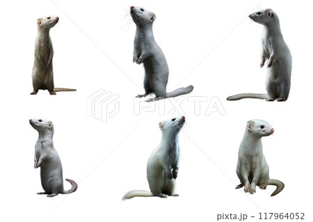 Five White Ferrets Standing and Sitting With Glitched Background 117964052