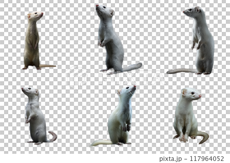 Five White Ferrets Standing and Sitting With Glitched Background 117964052