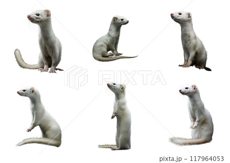 Six White Weasels in Various Poses 117964053