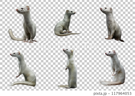 Six White Weasels in Various Poses 117964053