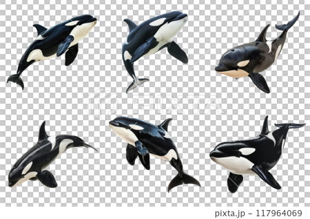 Six Orcas Leaping Out of the Water 117964069