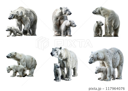 Six Polar Bear Mothers and Their Cubs Six Polar Bear Mothers and Their Cubs 117964076