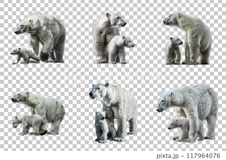 Six Polar Bear Mothers and Their Cubs Six Polar Bear Mothers and Their Cubs 117964076