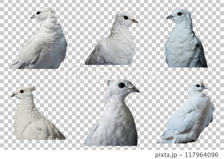Five White Doves With Different Head Angles and Feather Detail 117964096