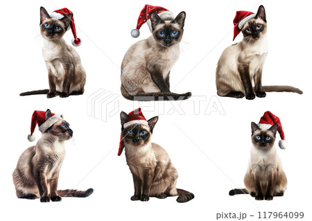 Six Siamese Cats Wearing Santa Hats, Isolated on White 117964099