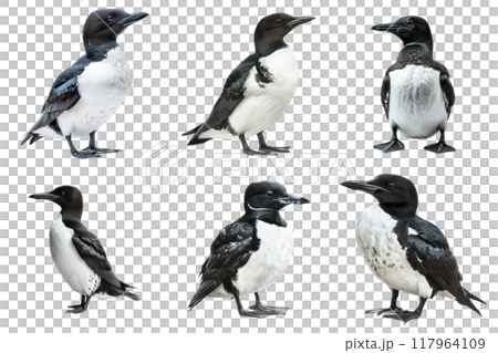 A collection of six black-legged kittiwake birds in various poses A collection of six black-legged kittiwake birds in various poses 117964109
