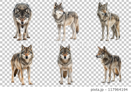 Six Grey Wolves in Various Poses Against a White Background 117964194