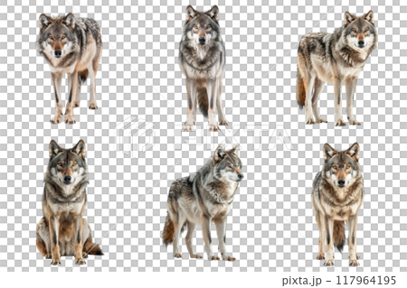 Six Gray Wolves Standing and Sitting on a White Background Six Gray Wolves Standing and Sitting on a White Background 117964195