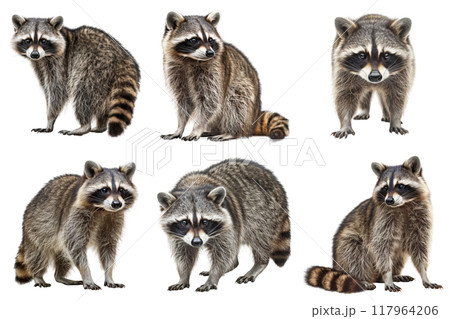 Six Raccoon Poses on a White Background Six Raccoon Poses on a White Background 117964206