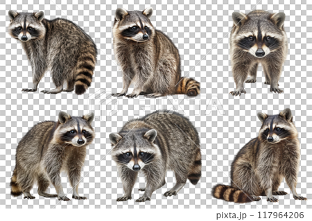Six Raccoon Poses on a White Background 117964206
