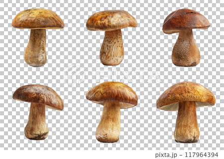 Six Brown Mushrooms with Cap and Stem Isolated on White Background 117964394