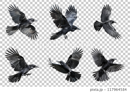 Six Black Crows In Flight With Clipped Wings 117964584