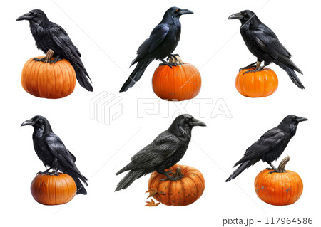 Six Black Ravens Perched on Pumpkins 117964586