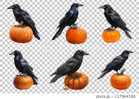 Six Black Ravens Perched on Pumpkins 117964586