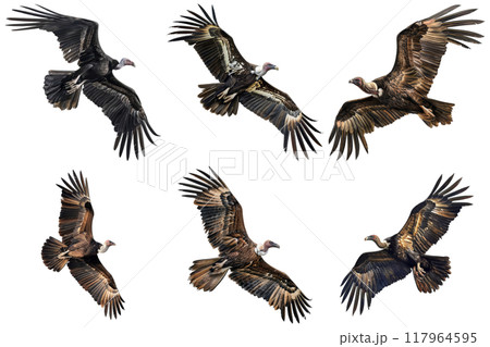 A collection of six photos showcasing vultures in flight with various wing positions and angles. 117964595
