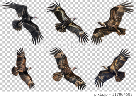 A collection of six photos showcasing vultures in flight with various wing positions and angles. 117964595