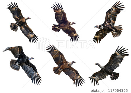 A Collection of Griffon Vultures in Flight 117964596