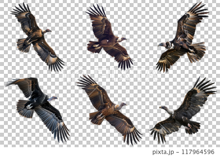 A Collection of Griffon Vultures in Flight 117964596