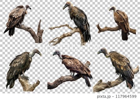 Six Vultures Perched on Branches Against a White Background 117964599
