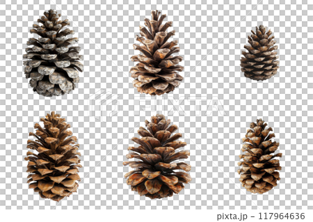 Six Brown Pine Cones on a White Background 117964636