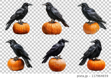 Black Ravens Perched on Pumpkins 117964659