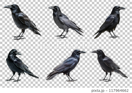 Six Black Ravens with Varied Poses Against a White Background 117964662