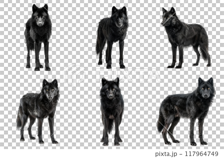 Six Black Wolves Standing and Sitting Poses Against White Background 117964749