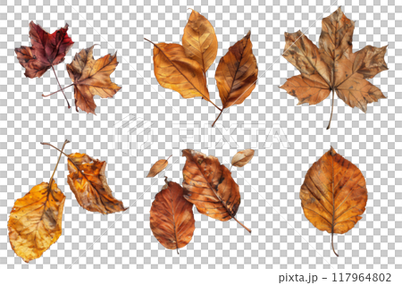 Collection of Dry, Brown Leaves Isolated on White Background 117964802