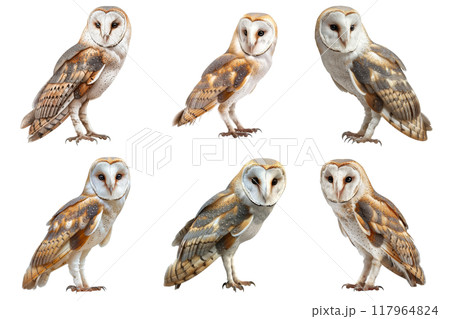 Six Barn Owls In Various Poses Against A White Background 117964824