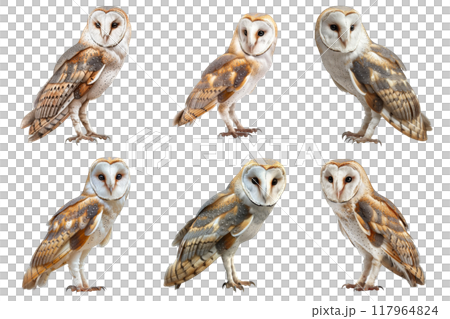 Six Barn Owls In Various Poses Against A White Background 117964824