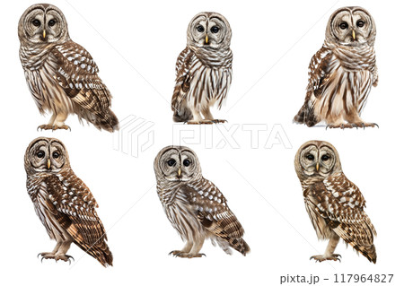 Six Different Perspectives of a Barred Owl 117964827