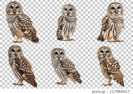 Six Different Perspectives of a Barred Owl 117964827