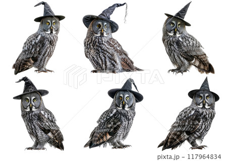 Six Great Gray Owls Wearing Witch Hats Six Great Gray Owls Wearing Witch Hats 117964834